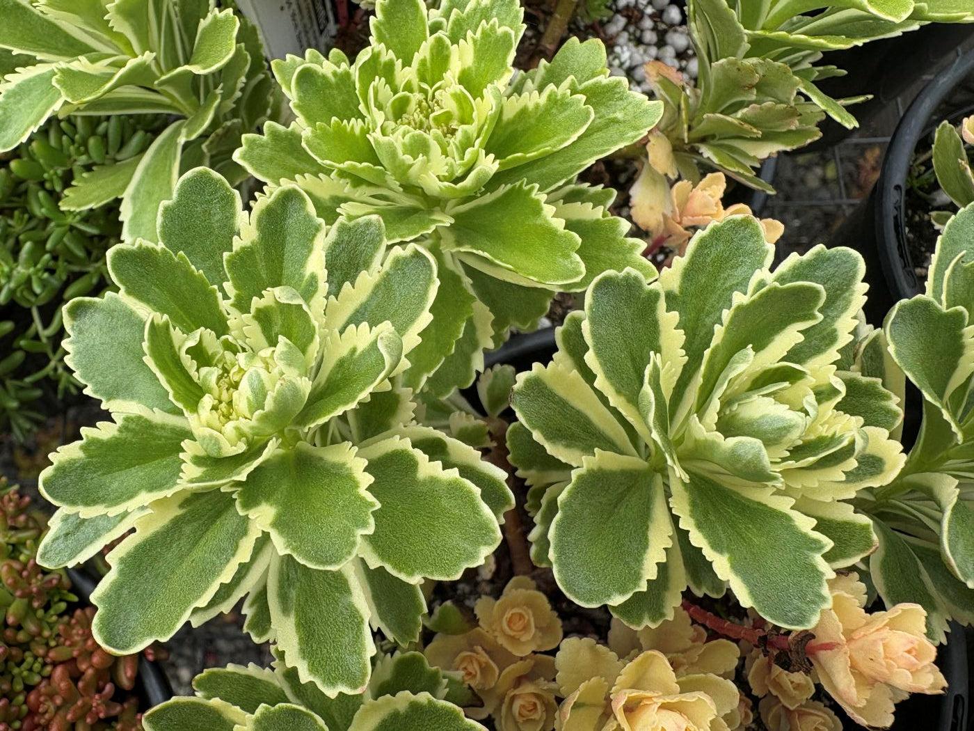 Sedum 'atlantis' - View 32 from www redcrocus com