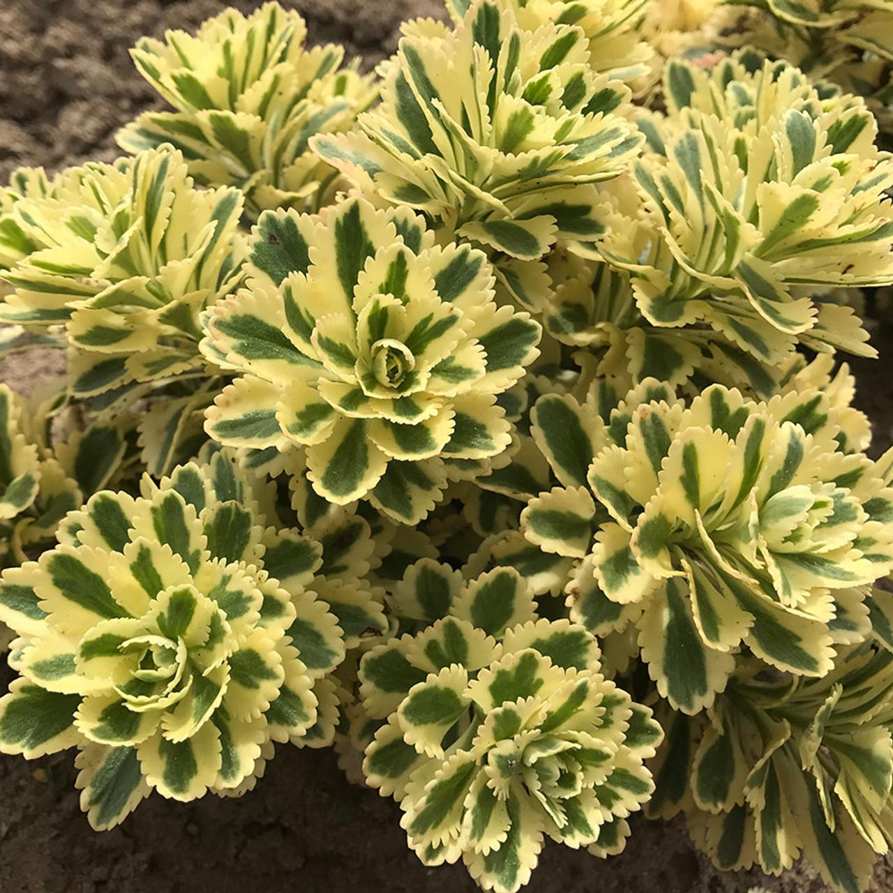 Sedum 'atlantis' - View 34 from www redcrocus com