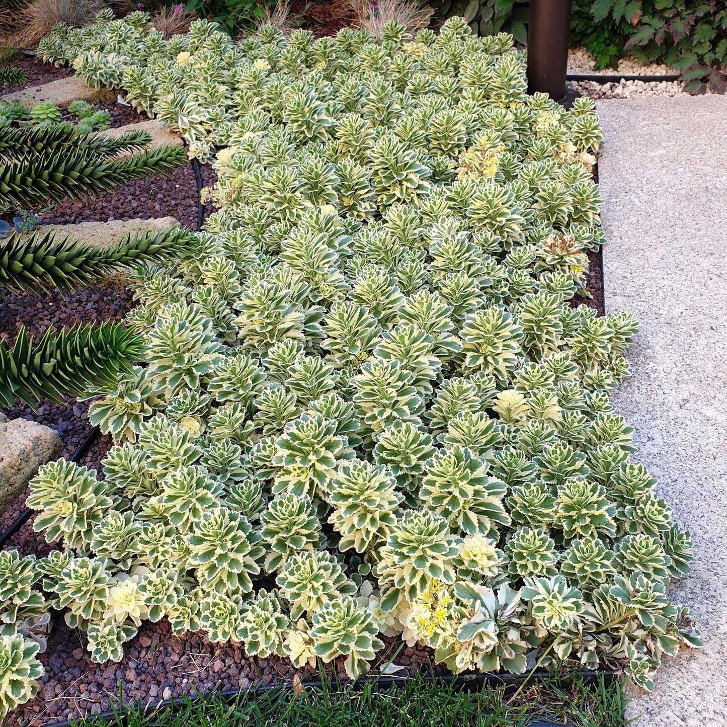 Sedum 'atlantis' - View 37 from www redcrocus com