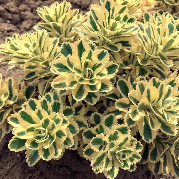 Sedum 'atlantis' - View 40 from www redcrocus com