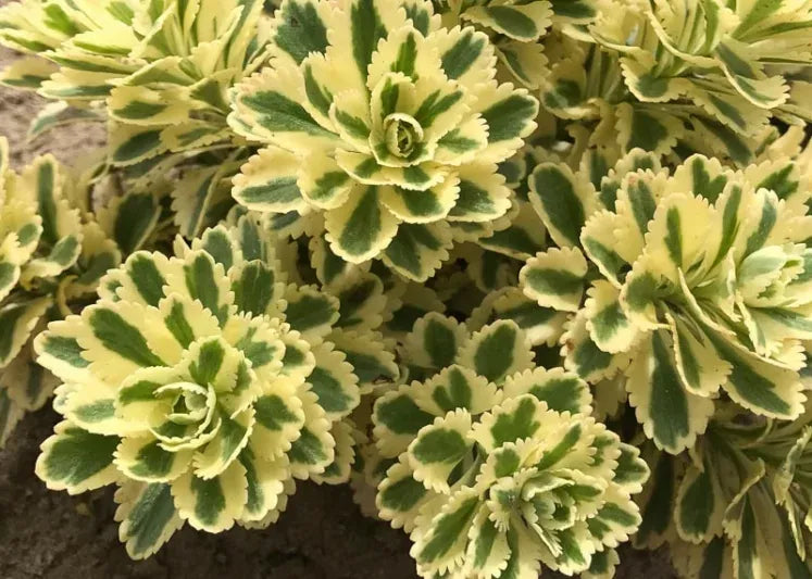 Sedum 'atlantis' - View 9 from www redcrocus com