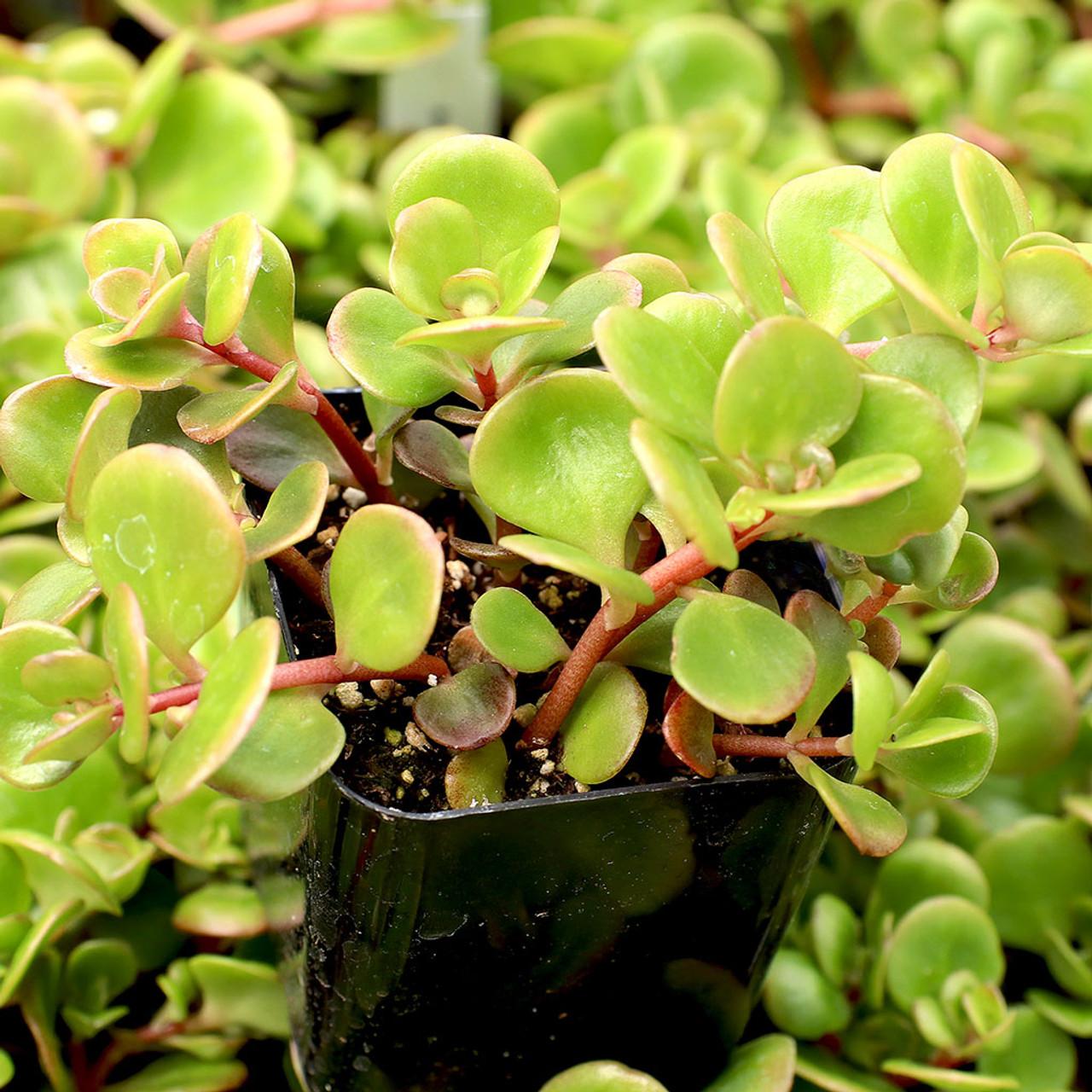Sedum 'coral Reef' - View 3 from www redcrocus com