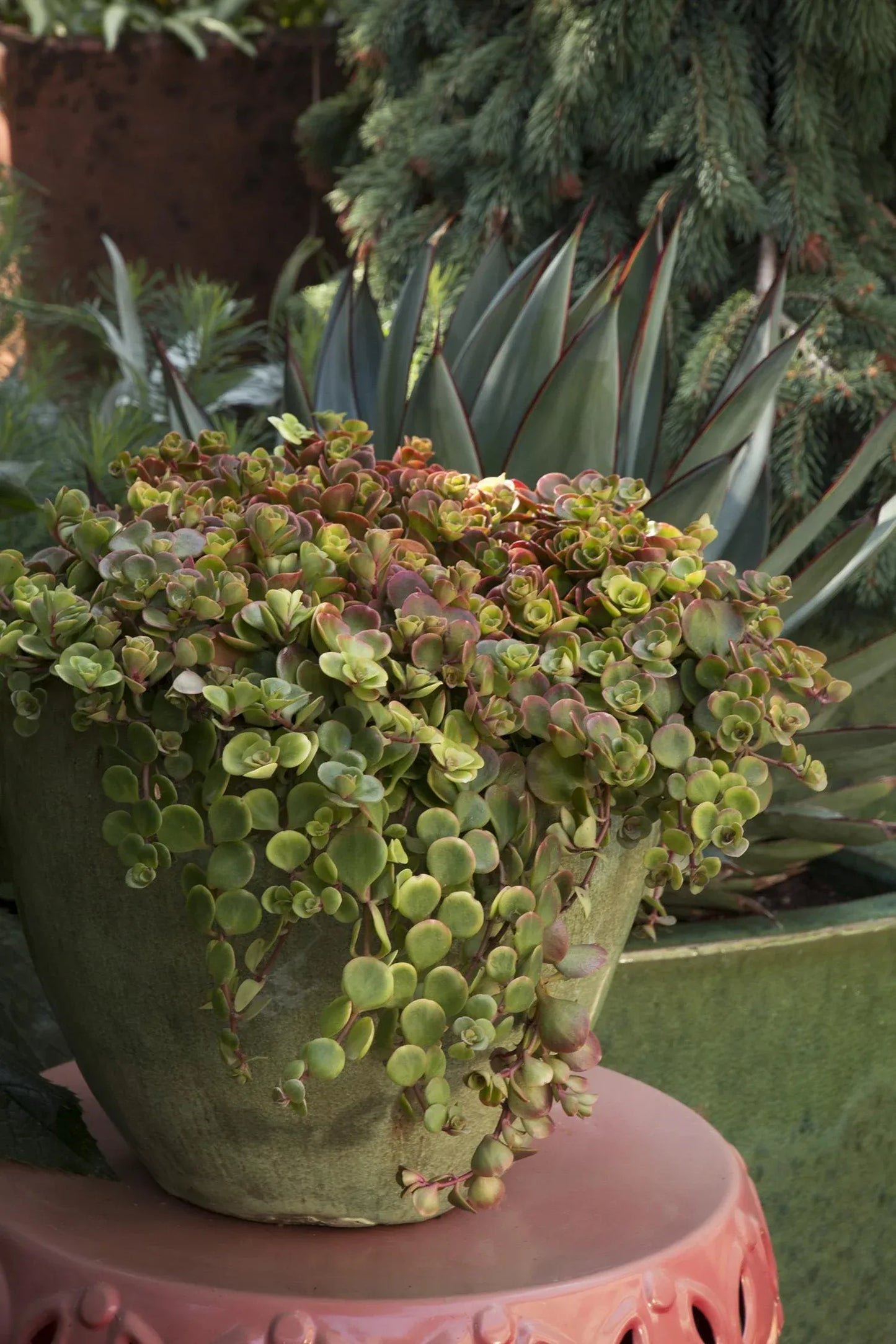 Sedum 'coral Reef' - View 4 from www redcrocus com