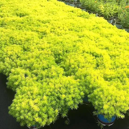 Sedum Mexicanum 'lemon Ball' - View 10 from www redcrocus com