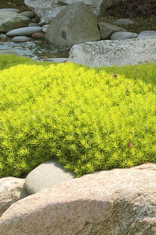 Sedum Mexicanum 'lemon Ball' - View 13 from www redcrocus com