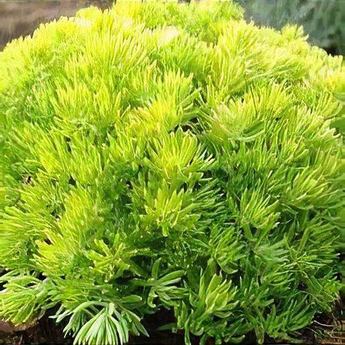 Sedum Mexicanum 'lemon Ball' - View 15 from www redcrocus com