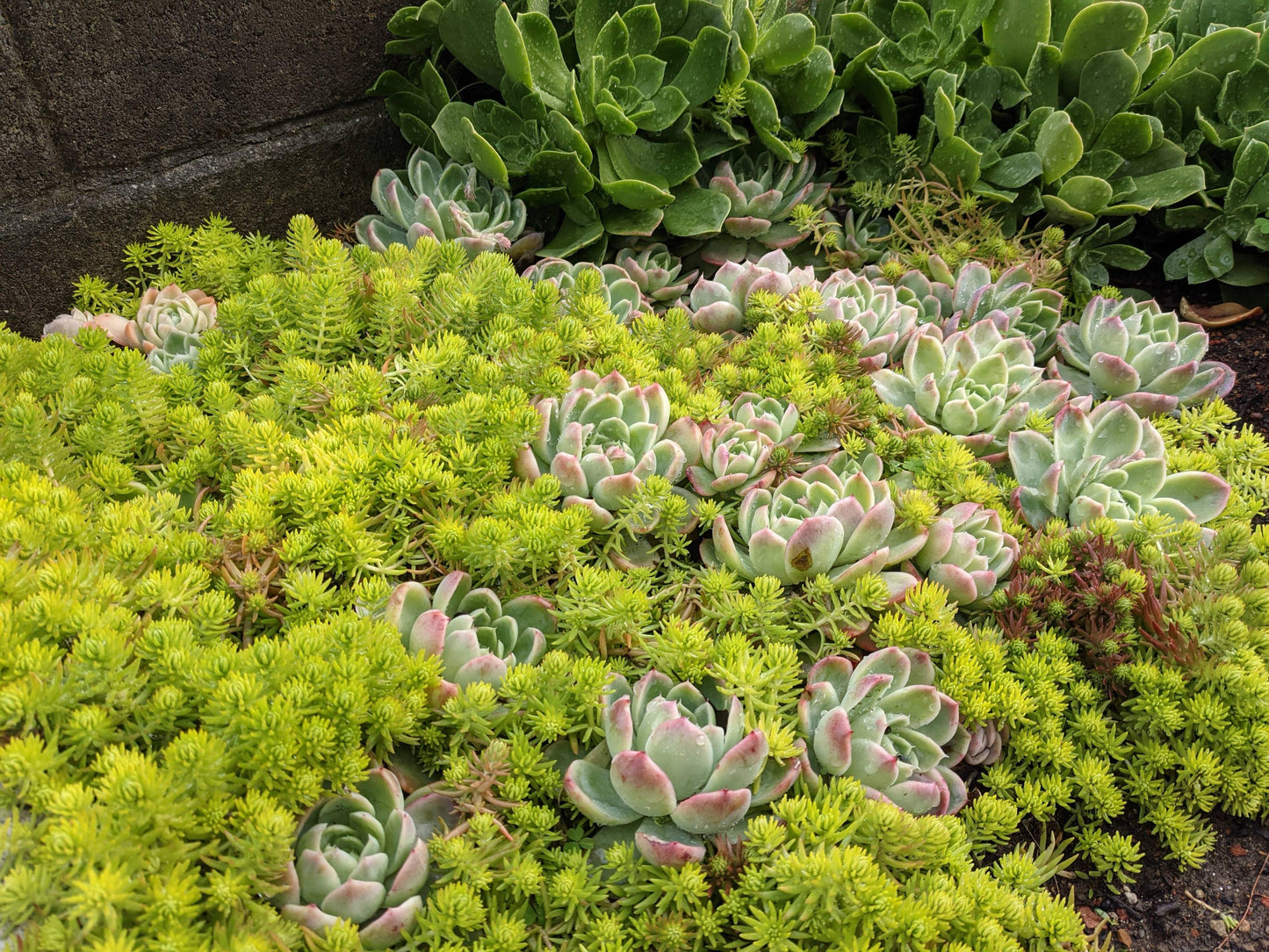Sedum Mexicanum 'lemon Ball' - View 16 from www redcrocus com