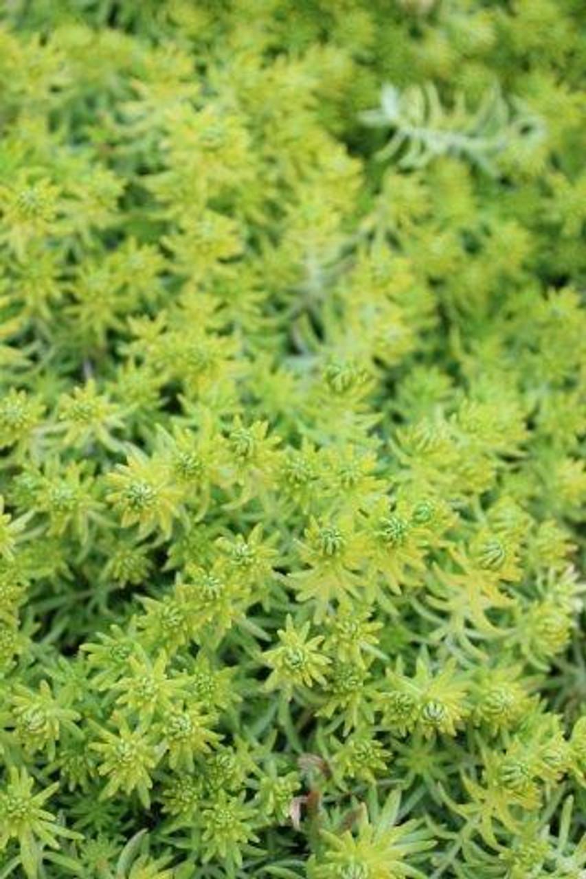 Sedum Mexicanum 'lemon Ball' - View 19 from www redcrocus com