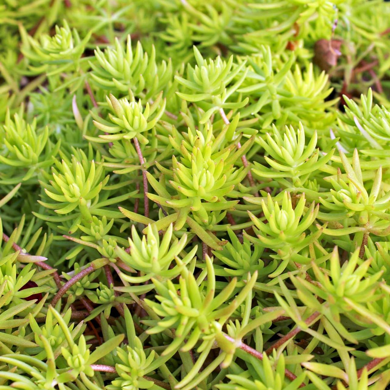 Sedum Mexicanum 'lemon Ball' - View 1 from www redcrocus com