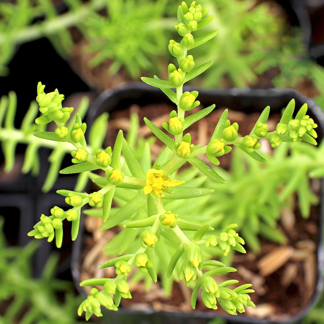 Sedum Mexicanum 'lemon Ball' - View 2 from www redcrocus com