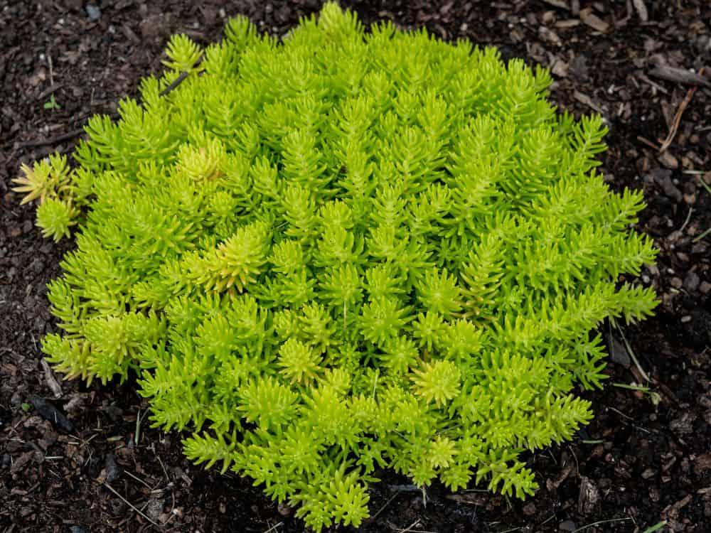 Sedum Mexicanum 'lemon Ball' - View 4 from www redcrocus com