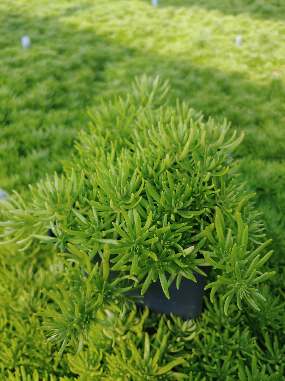 Sedum Mexicanum 'lemon Ball' - View 5 from www redcrocus com