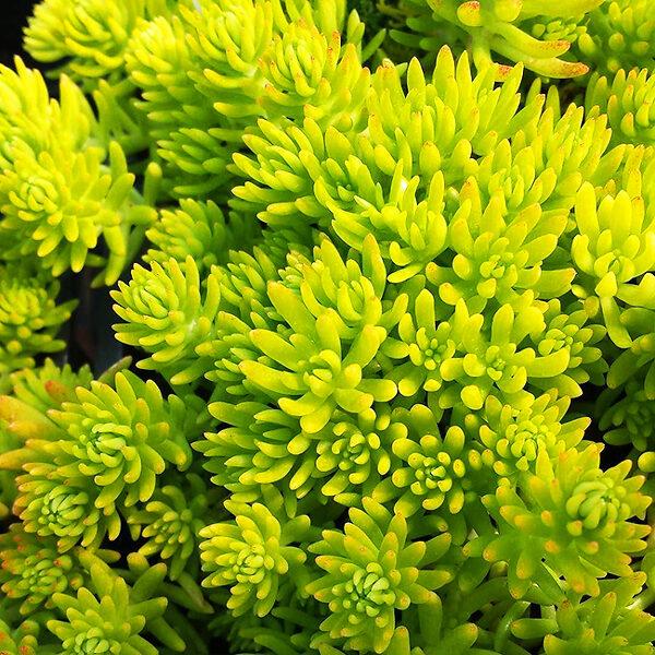 Sedum Mexicanum 'lemon Ball' - View 7 from www redcrocus com