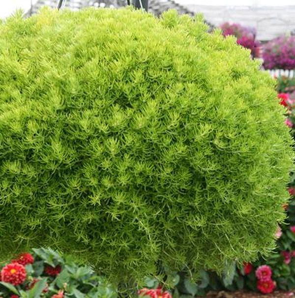 Sedum Mexicanum 'lemon Ball' - View 8 from www redcrocus com