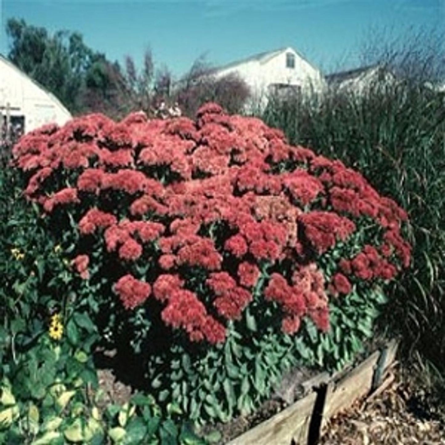 Sedum Spectabile 'autumn Fire' - View 6 from www redcrocus com