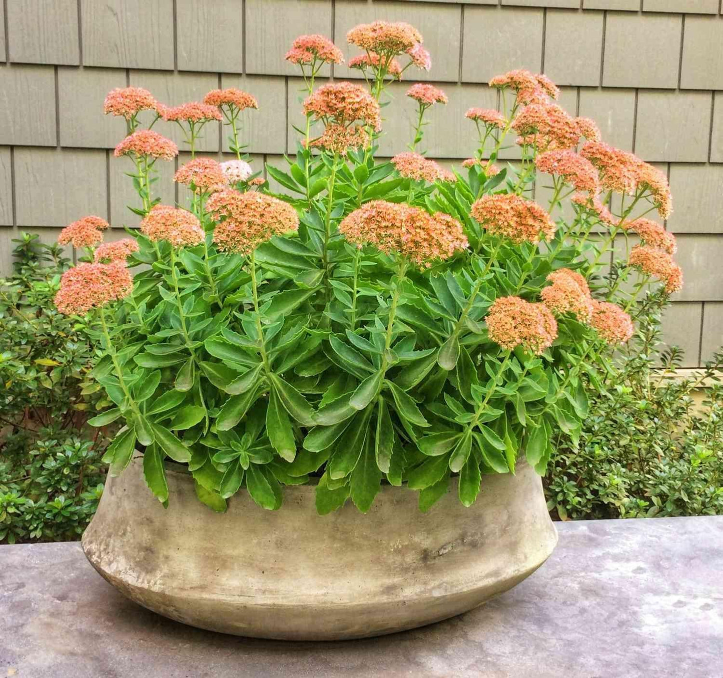 Sedum Spectabile 'autumn Joy' - View 10 from www redcrocus com