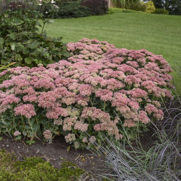 Sedum Spectabile 'autumn Joy' - View 12 from www redcrocus com