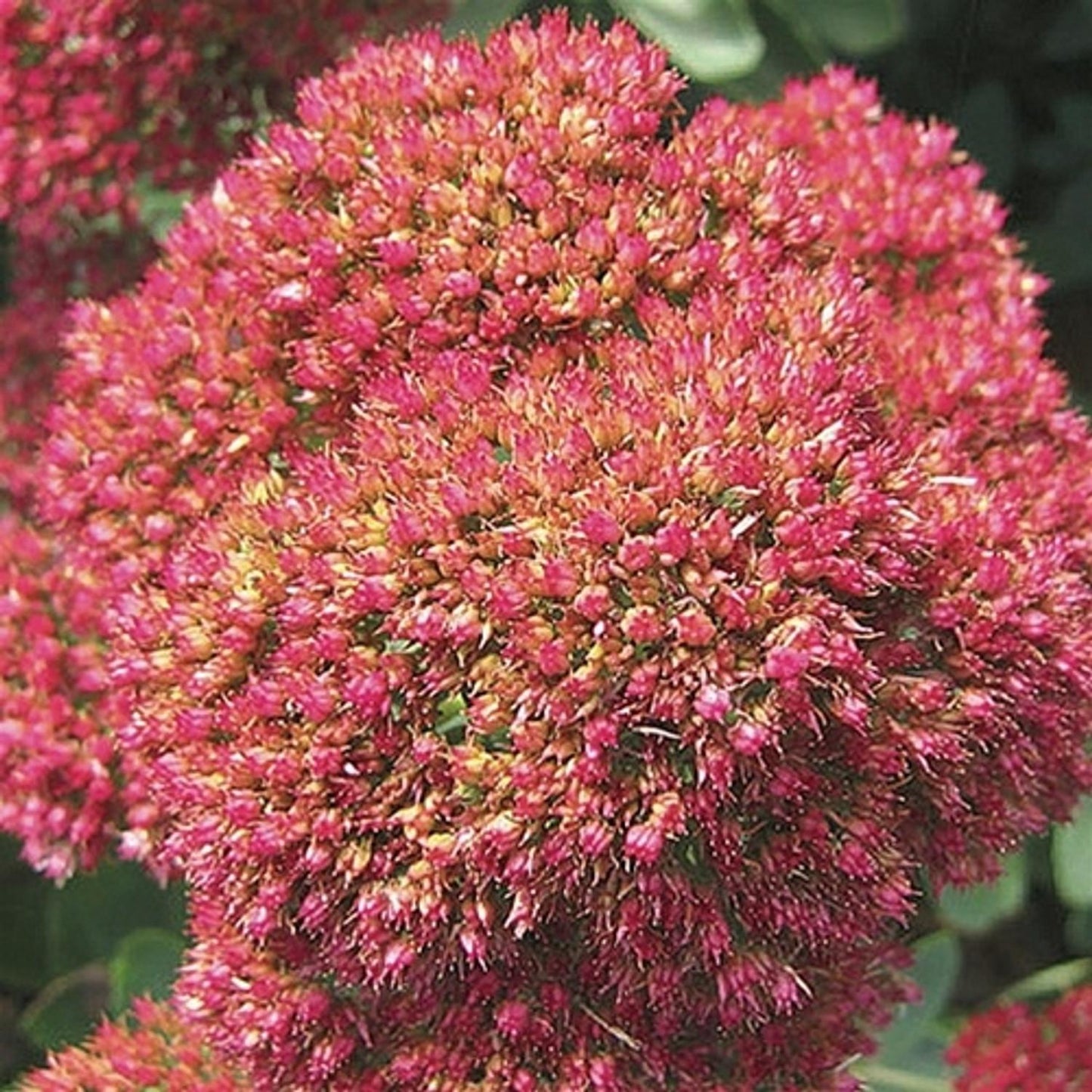 Sedum Spectabile 'autumn Joy' - View 14 from www redcrocus com