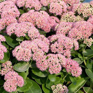 Sedum Spectabile 'autumn Joy' - View 16 from www redcrocus com