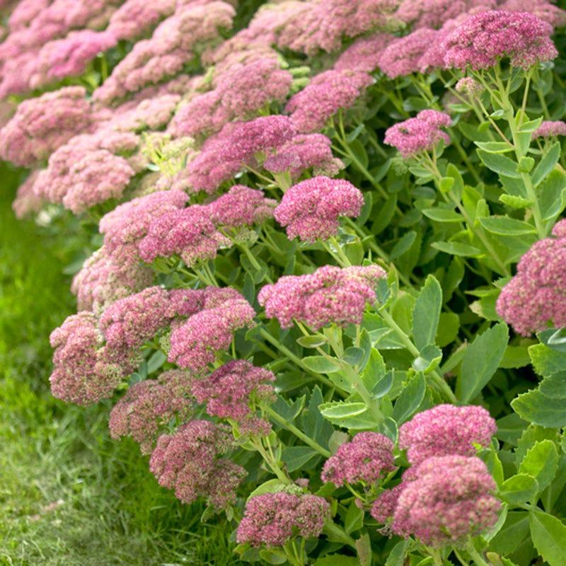 Sedum Spectabile 'autumn Joy' - View 1 from www redcrocus com