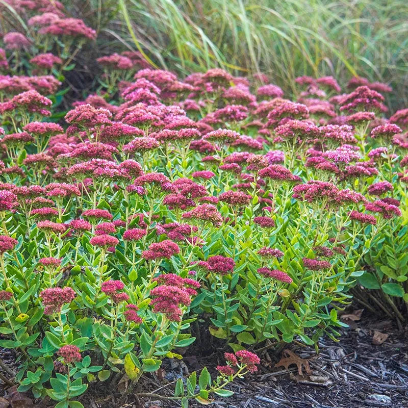 Sedum Spectabile 'autumn Joy' - View 4 from www redcrocus com
