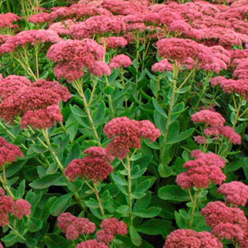 Sedum Spectabile 'autumn Joy' - View 7 from www redcrocus com