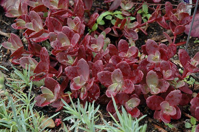 Sedum 'sunsparkler Firecracker' - View 10 from www redcrocus com