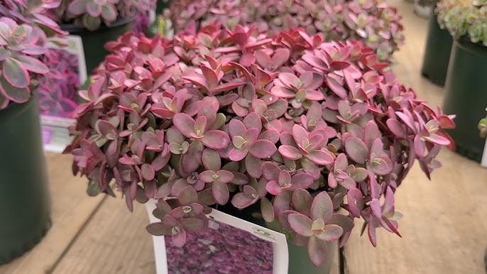 Sedum 'sunsparkler Firecracker' - View 11 from www redcrocus com