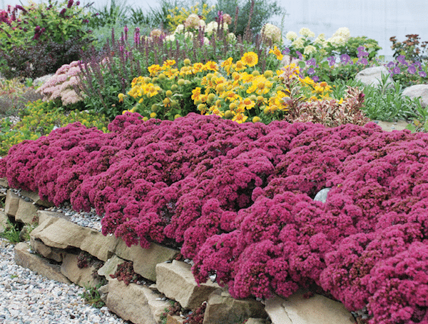 Sedum 'sunsparkler Firecracker' - View 12 from www redcrocus com