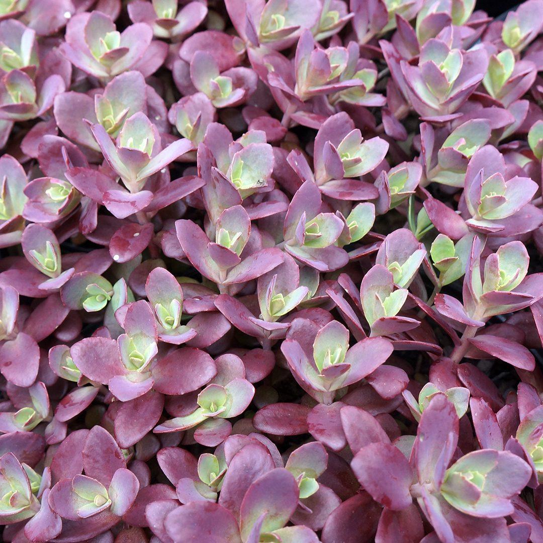 Sedum 'sunsparkler Firecracker' - View 15 from www redcrocus com
