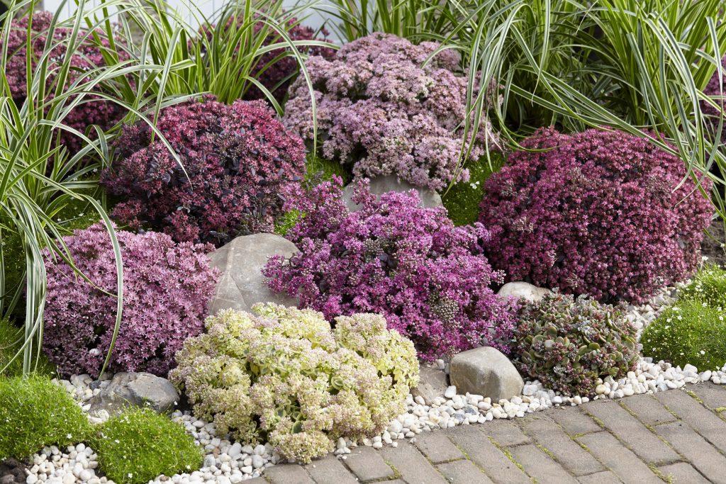 Sedum 'sunsparkler Firecracker' - View 16 from www redcrocus com