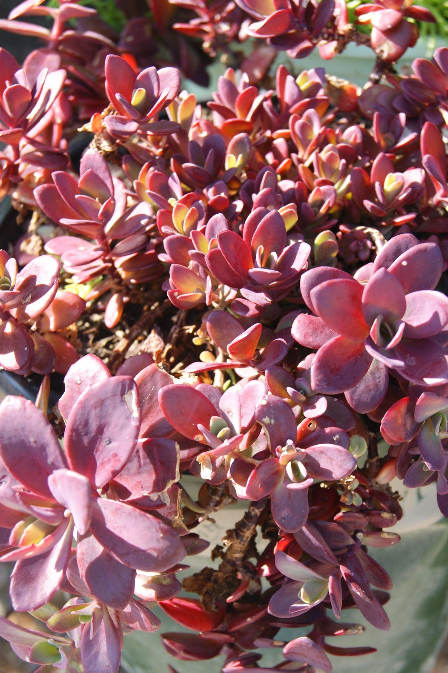 Sedum 'sunsparkler Firecracker' - View 17 from www redcrocus com