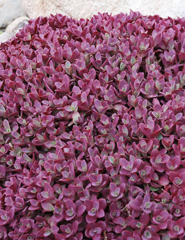 Sedum 'sunsparkler Firecracker' - View 18 from www redcrocus com
