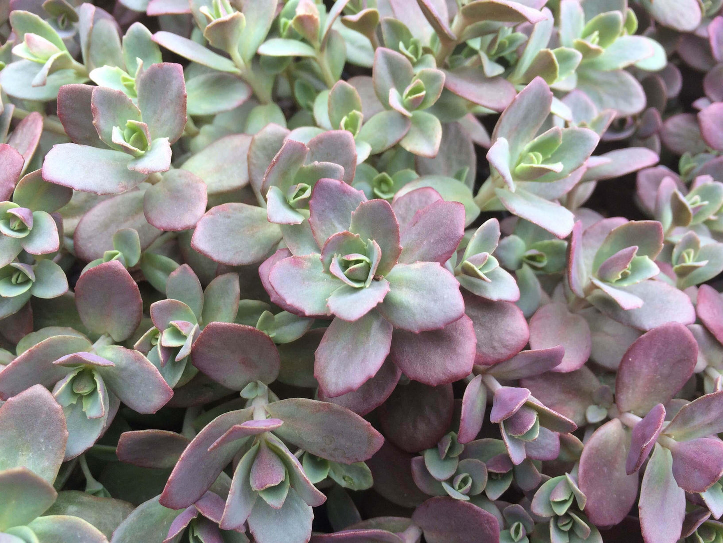 Sedum 'sunsparkler Firecracker' - View 19 from www redcrocus com