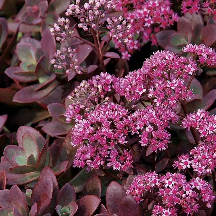 Sedum 'sunsparkler Firecracker' - View 3 from www redcrocus com