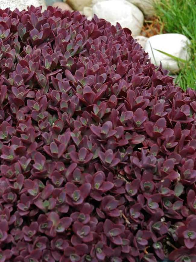 Sedum 'sunsparkler Firecracker' - View 4 from www redcrocus com