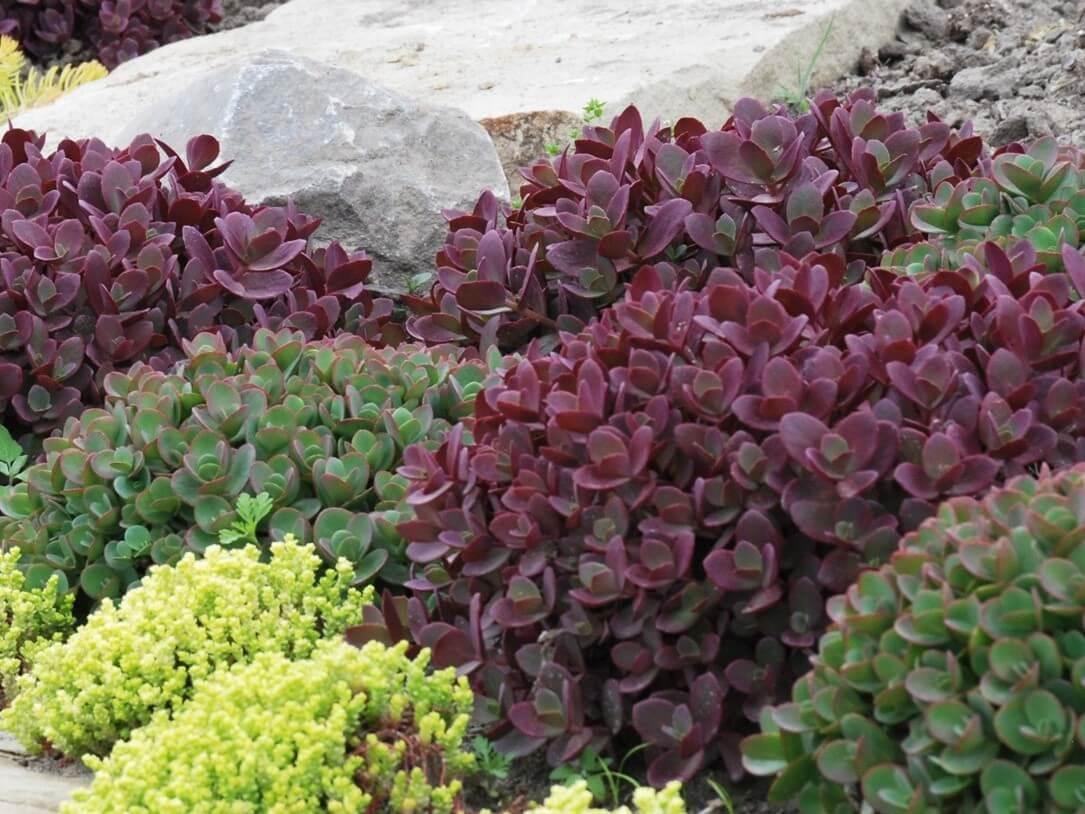 Sedum 'sunsparkler Firecracker' - View 6 from www redcrocus com