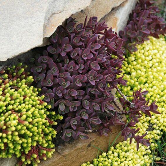 Sedum 'sunsparkler Firecracker' - View 8 from www redcrocus com