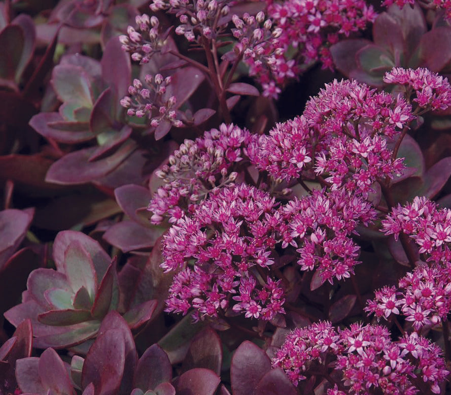Sedum 'sunsparkler Firecracker' - View 9 from www redcrocus com