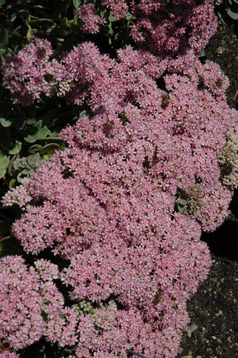 Sedum 'sunsparkler Lime Zinger' - View 17 from www redcrocus com
