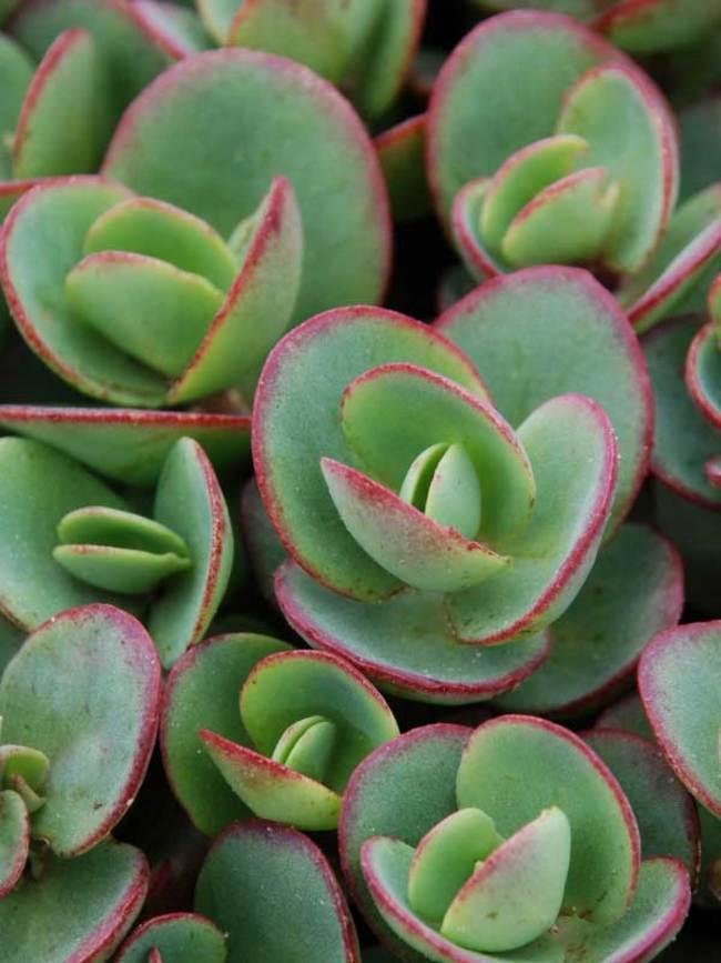 Sedum 'sunsparkler Lime Zinger' - View 1 from www redcrocus com