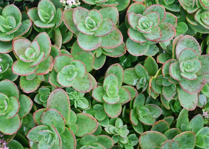 Sedum 'sunsparkler Lime Zinger' - View 6 from www redcrocus com