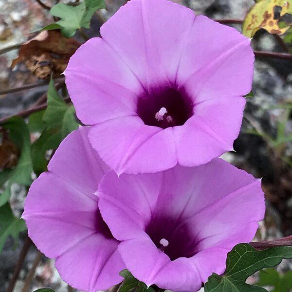 Ipomoea Assorted - View 9 from www redcrocus com