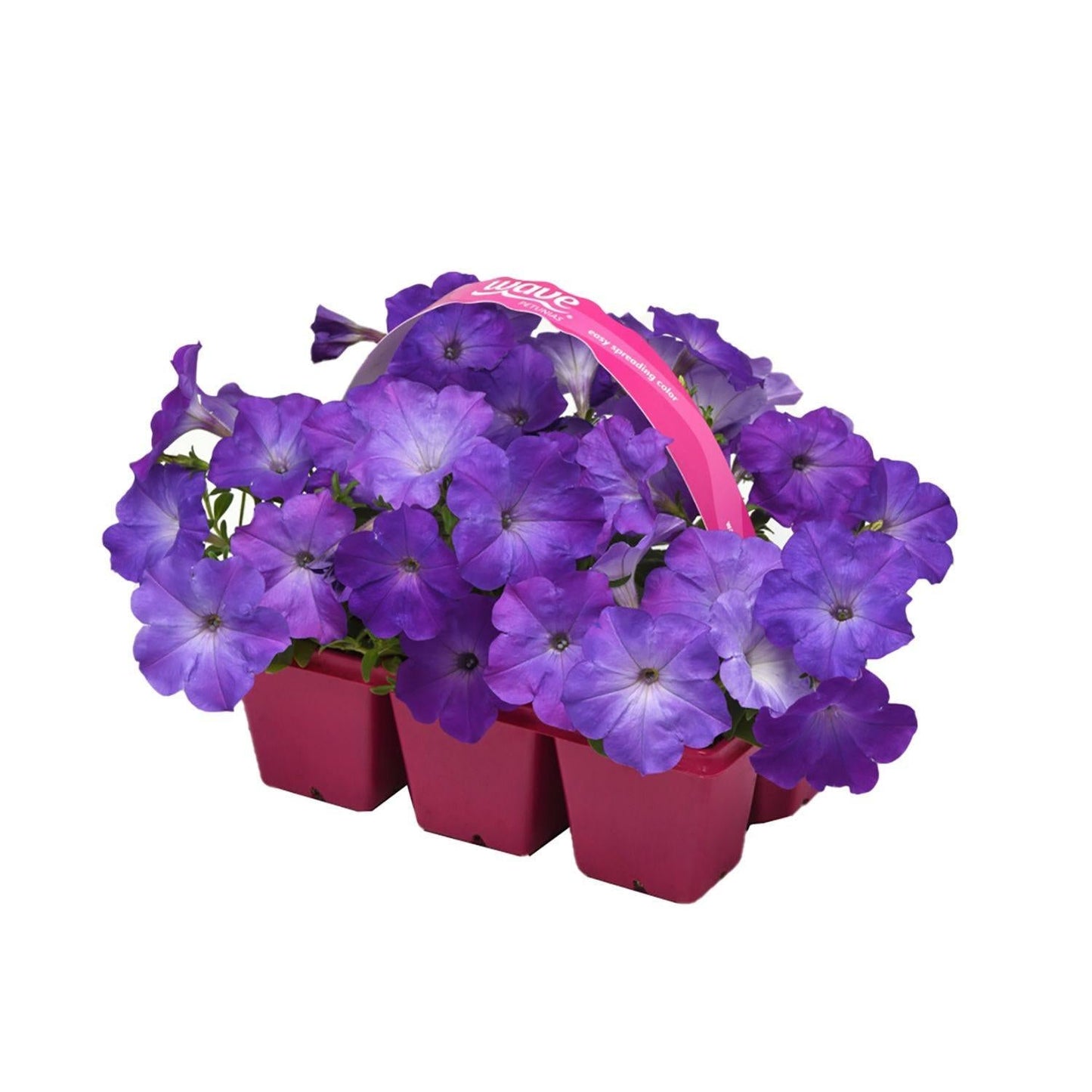 Annual Premium, Assorted - View 15 from www redcrocus com