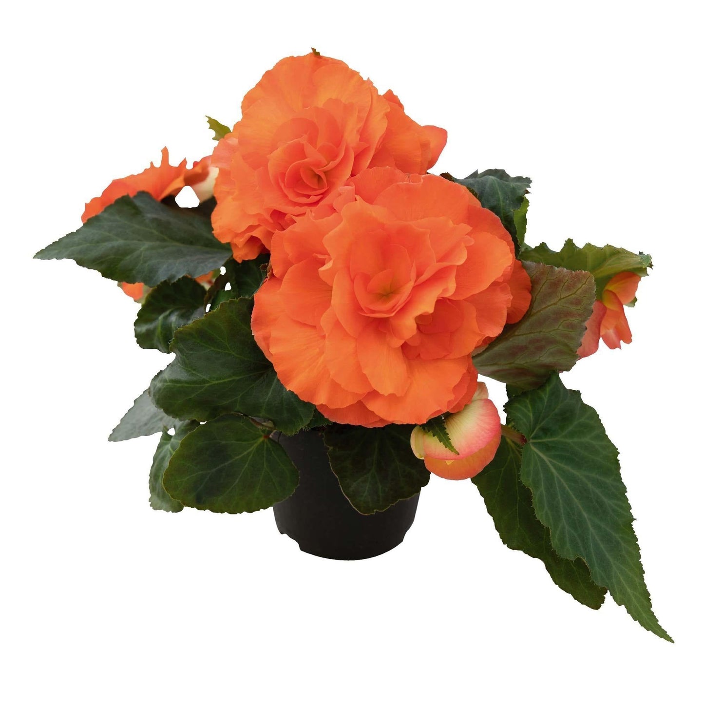 Annual Premium, Assorted - View 16 from www redcrocus com