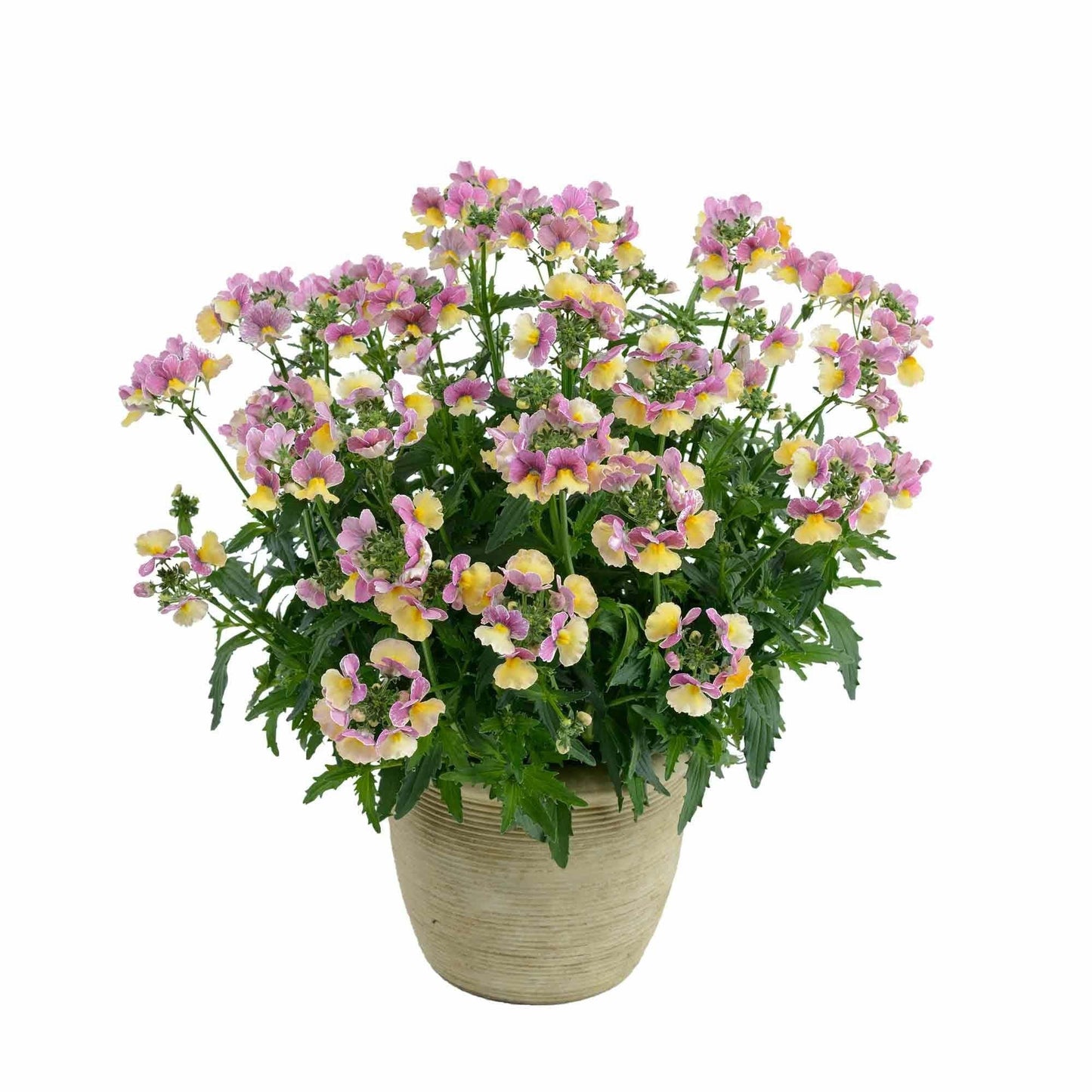 Annual Premium, Assorted - View 5 from www redcrocus com