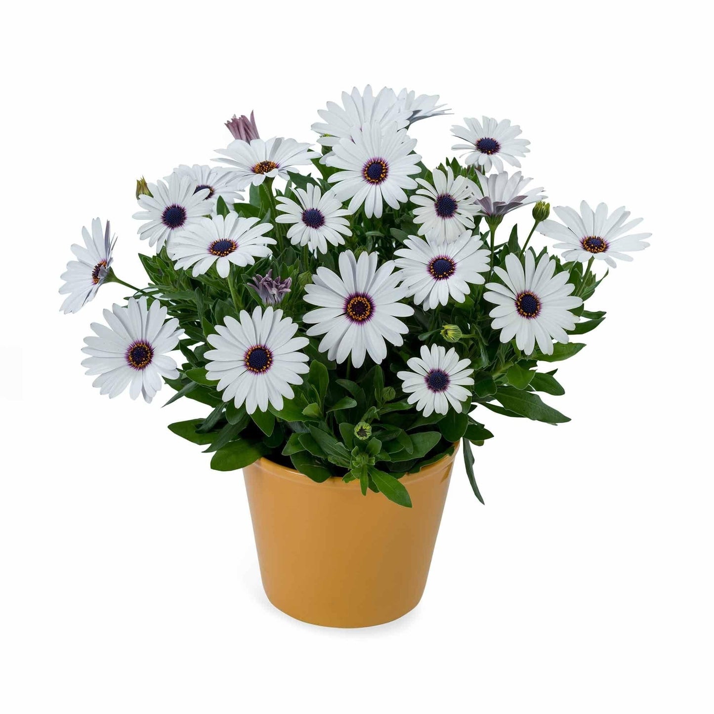 Annual Premium, Assorted - View 8 from www redcrocus com