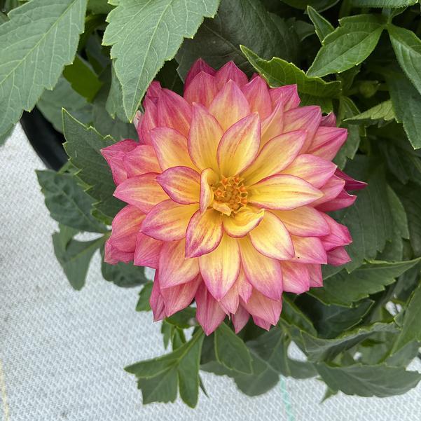 Dahlia 'labella Maggiore Fun Pomegranate' - View 9 from www redcrocus com