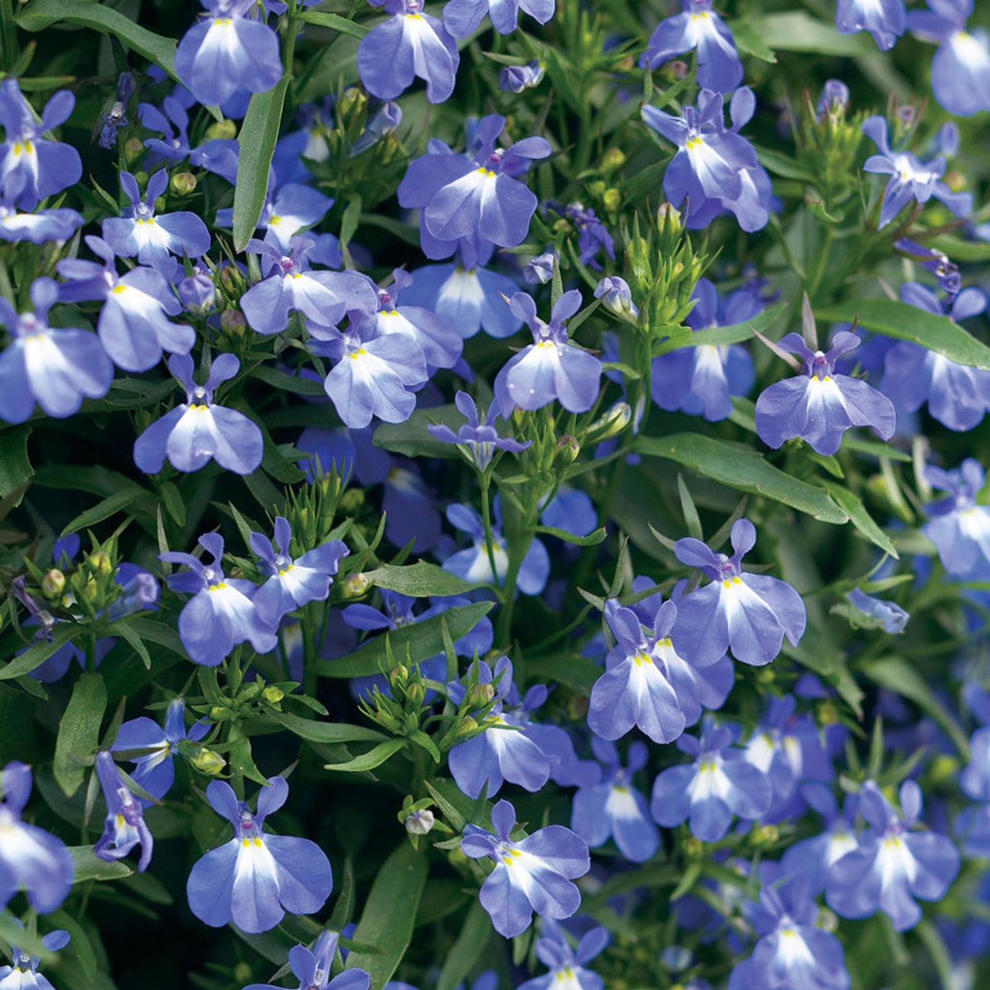 Lobelia Heatopia Dark Blue - View 10 from www redcrocus com