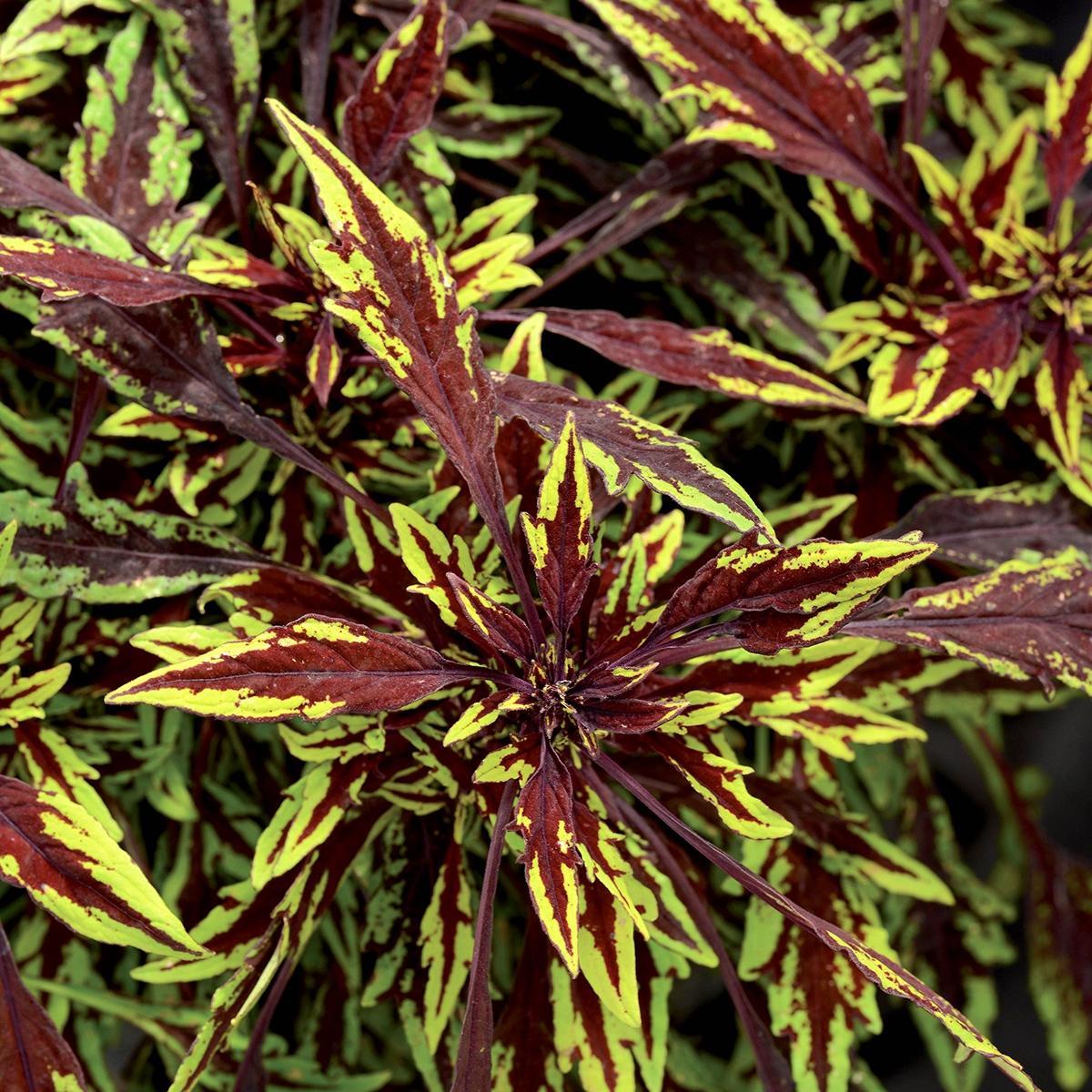 Coleus Flame Thrower Salsa Verde - View 10 from www redcrocus com